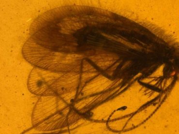 Ученые ПИН РАН нашли четыре ранее неизвестных вида вымерших сетчатокрылых насекомых