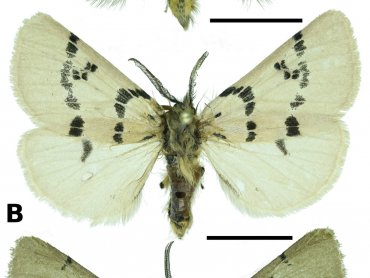 Учёные ФИЦКИА РАН описали новый вид и новый подвид бабочек с Тянь-Шаня и Памира